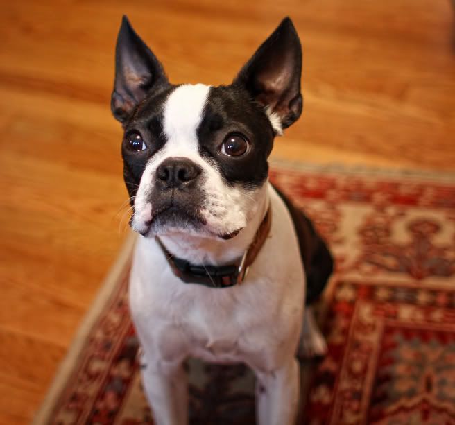 IMAGE: http://i5.photobucket.com/albums/y165/sfbullygirl/Photography%20file/001copy2.jpg