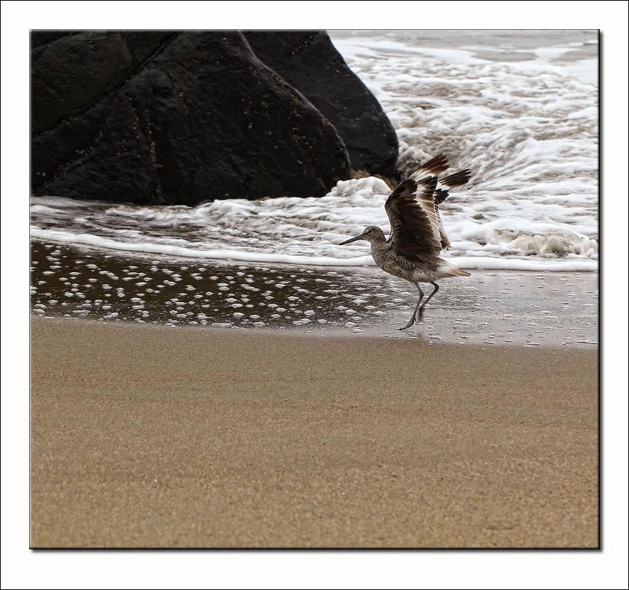 IMAGE: http://i5.photobucket.com/albums/y165/sfbullygirl/Photography%20file/061-2-1.jpg