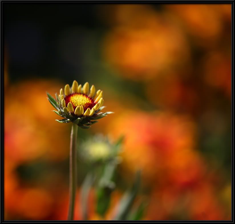 IMAGE: http://i5.photobucket.com/albums/y165/sfbullygirl/Photography%20file/192-2.jpg