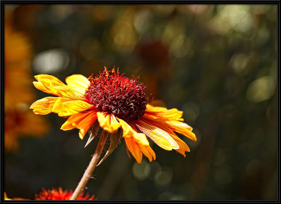 IMAGE: http://i5.photobucket.com/albums/y165/sfbullygirl/Photography%20file/197-2.jpg