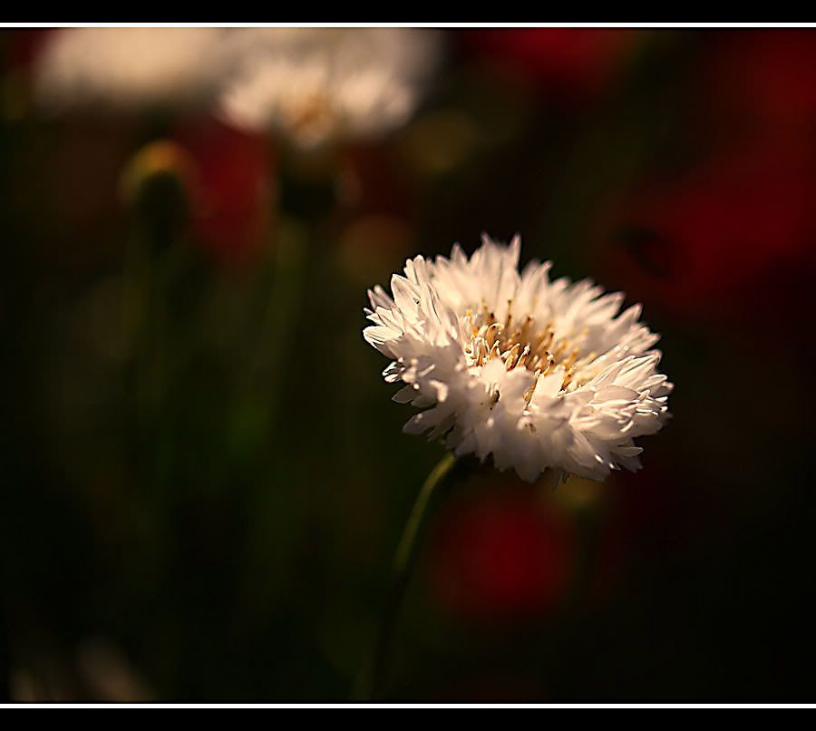 IMAGE: http://i5.photobucket.com/albums/y165/sfbullygirl/Photography%20file/200-2.jpg