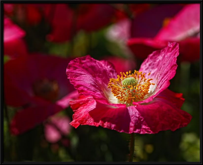 IMAGE: http://i5.photobucket.com/albums/y165/sfbullygirl/Photography%20file/212-2.jpg