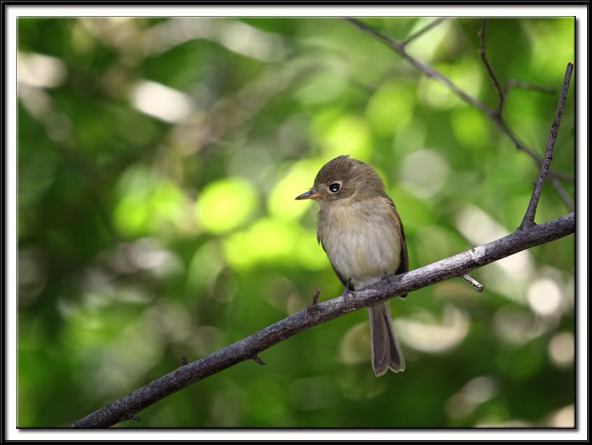 IMAGE: http://i5.photobucket.com/albums/y165/sfbullygirl/Photography%20file/SittingPretty.jpg