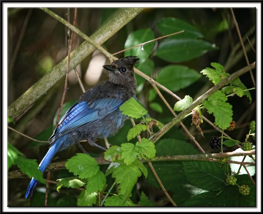 IMAGE: http://i5.photobucket.com/albums/y165/sfbullygirl/Photography%20file/StellarJay2.jpg