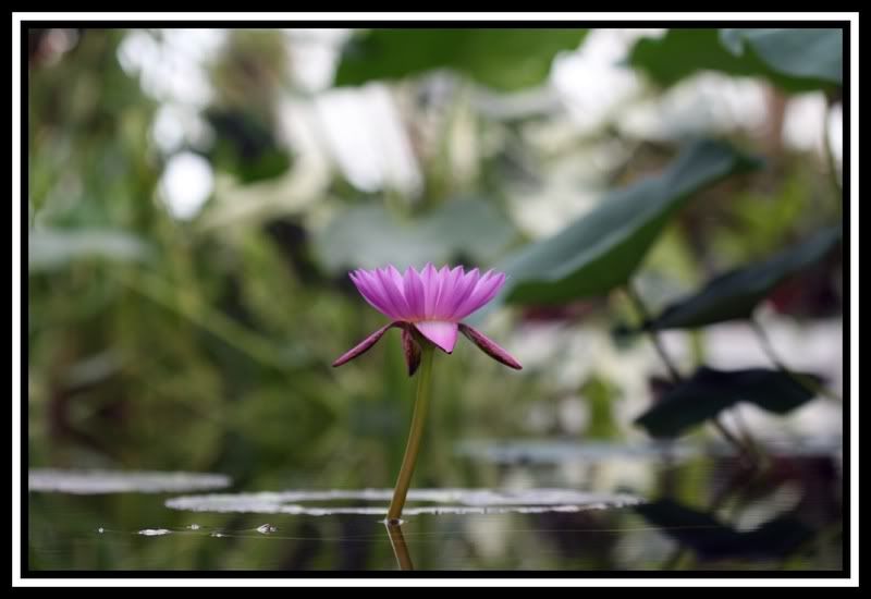 IMAGE: http://i5.photobucket.com/albums/y165/sfbullygirl/img_09773.jpg