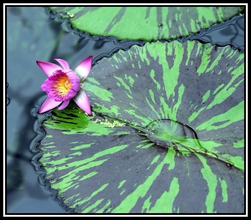 IMAGE: http://i5.photobucket.com/albums/y165/sfbullygirl/img_09832.jpg