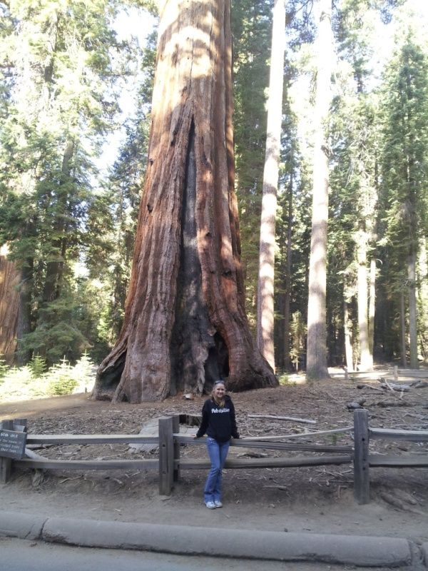 GiantSequoias1atYosemite.jpg