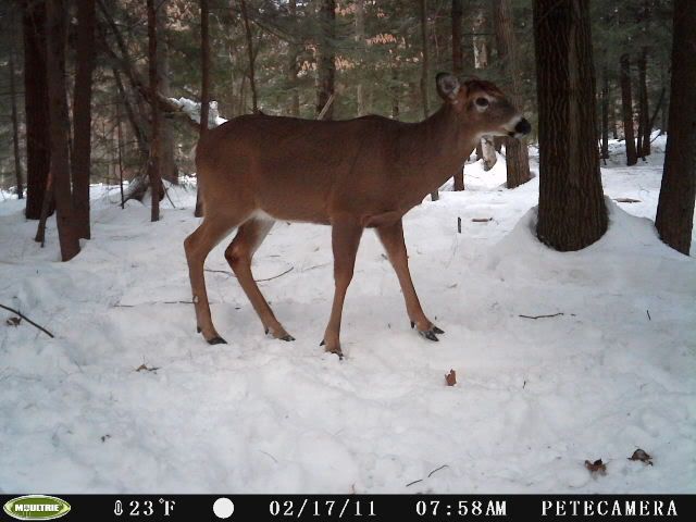 picsofdeer057.jpg