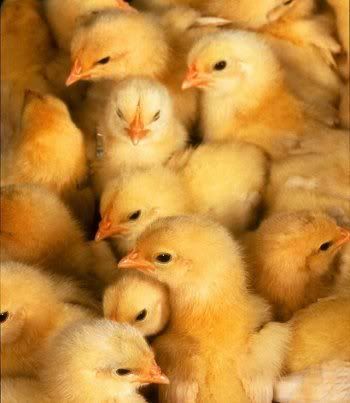 baby chicks pictures. hot aby chicks pictures. aby