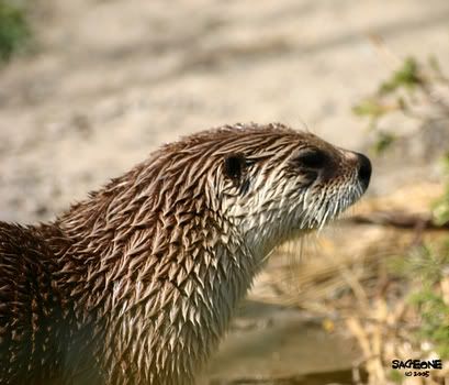 IMAGE: http://i5.photobucket.com/albums/y166/sageone/Otter.jpg