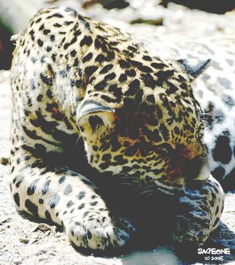 IMAGE: http://i5.photobucket.com/albums/y166/sageone/leopard.jpg