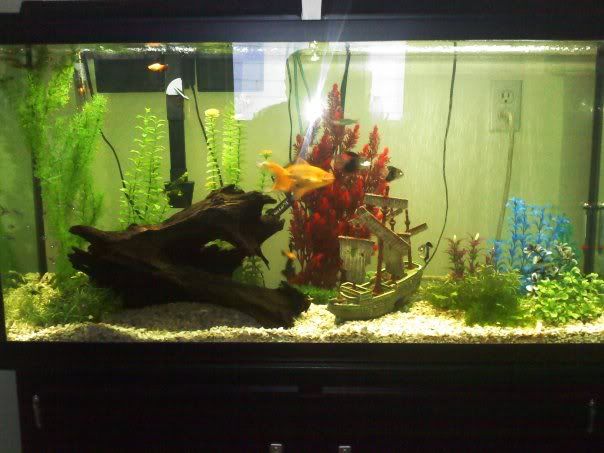 http://i5.photobucket.com/albums/y166/sprfreek/fshtank.jpg