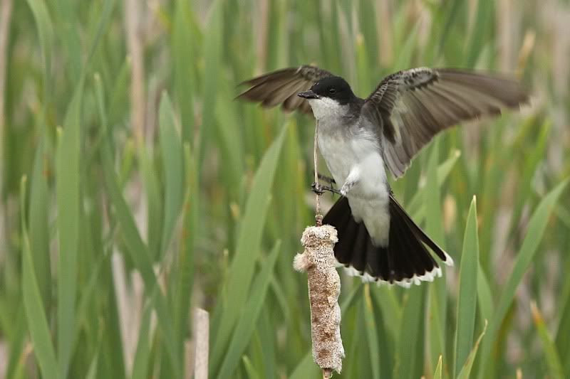 IMAGE: http://i5.photobucket.com/albums/y166/wakmen/forums/IMG_5645.jpg