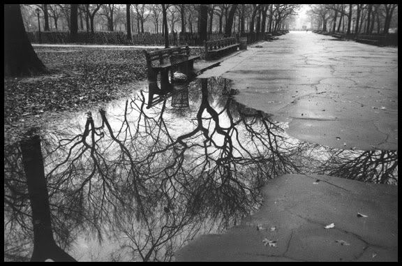 Reflection of Branches