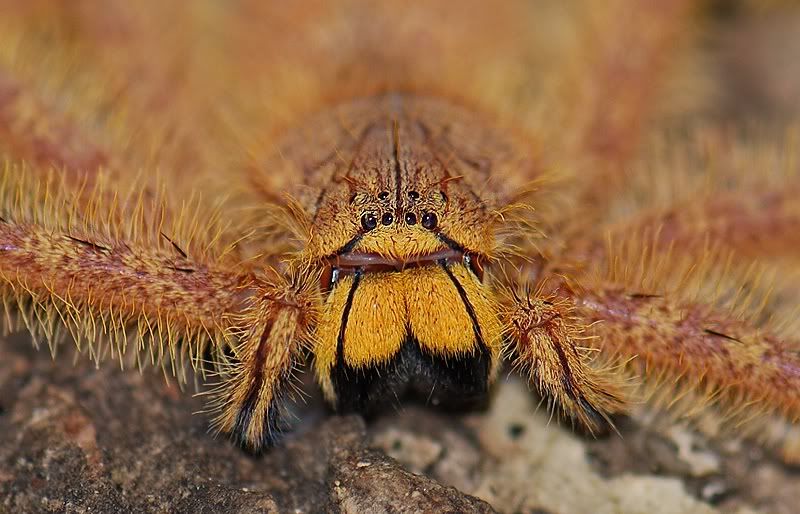 Heteropoda Davidbowie