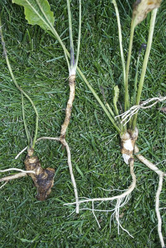 Is this wild horseradish or dock weed?