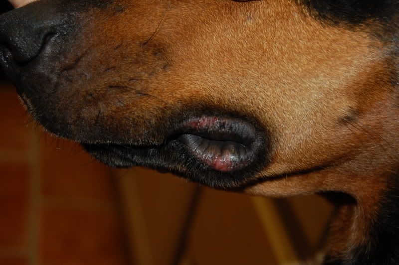 dog swollen lips dogs mouth bumps severe