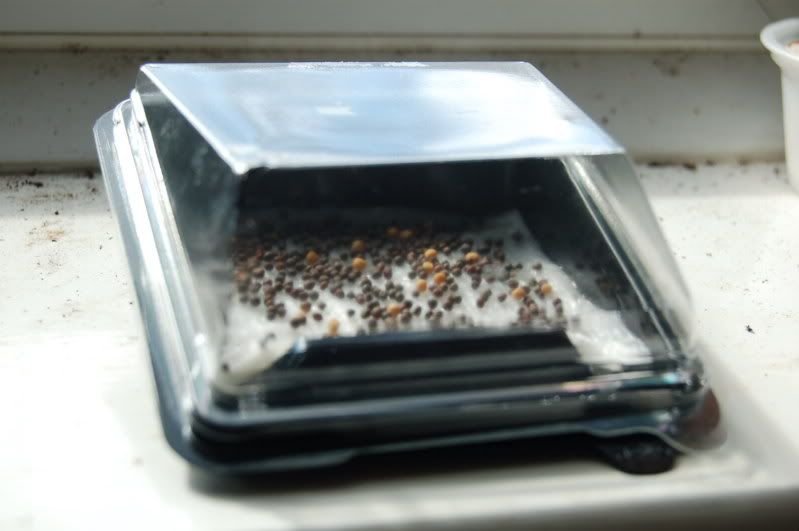 sushi seed propagator