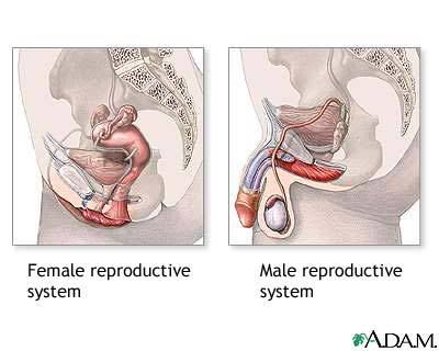 Testosterone organ