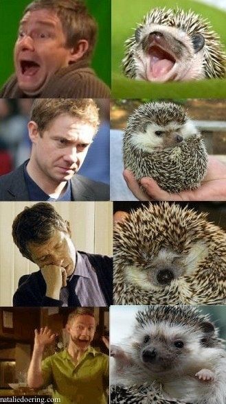 johnhedgehog_zps0fe3ac73.jpg