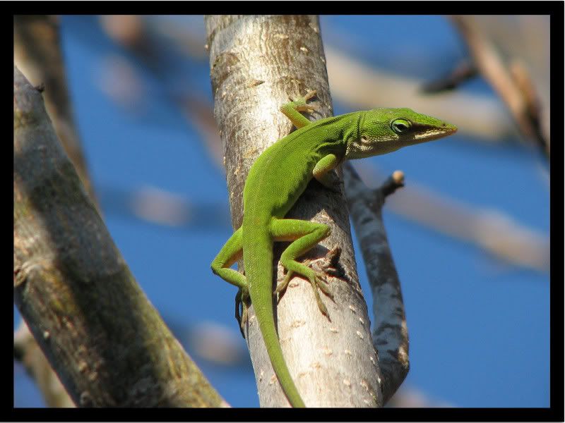 lizard.jpg