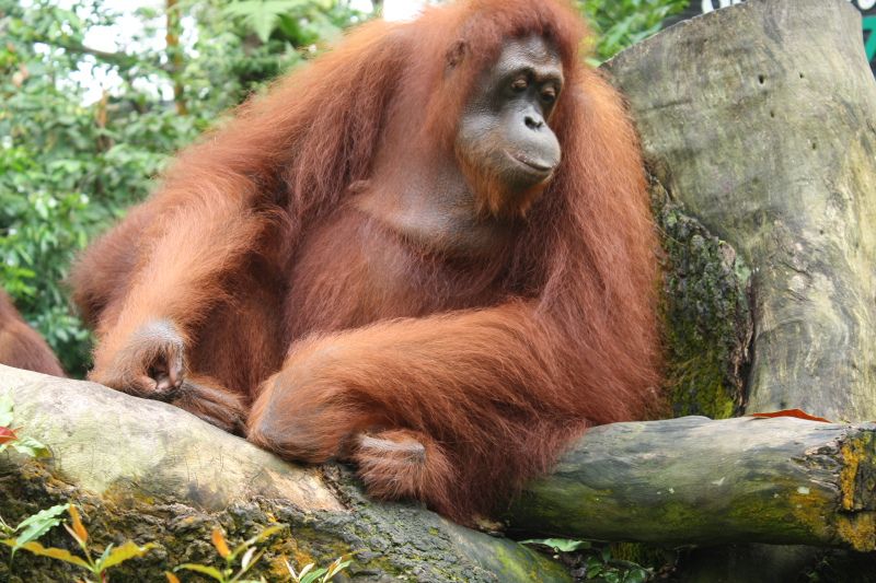 orangutan_zps3133b53f.jpg