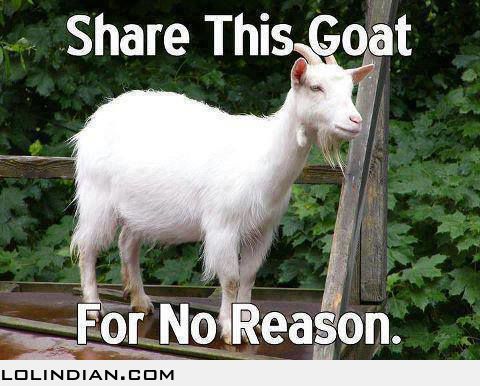 share-this-goat-for-no-reason_zpsd7720bc5.jpg