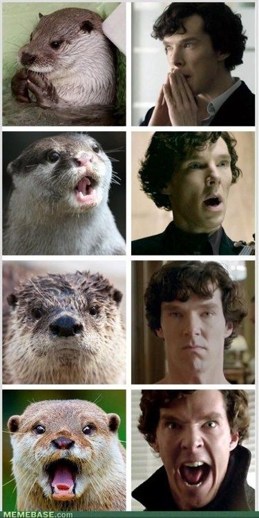 sherlockotter_zpsb7029bad.jpg