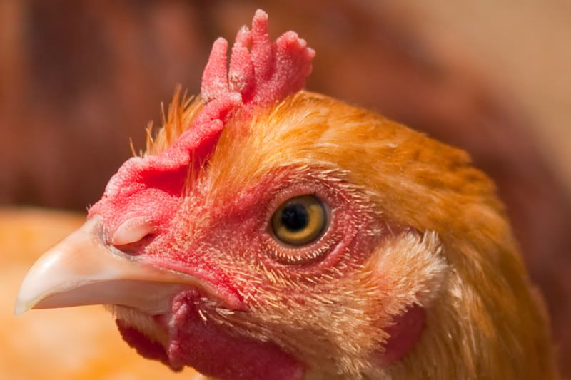 IMAGE: http://i5.photobucket.com/albums/y169/UNOZ1/Photography/cornishead.jpg