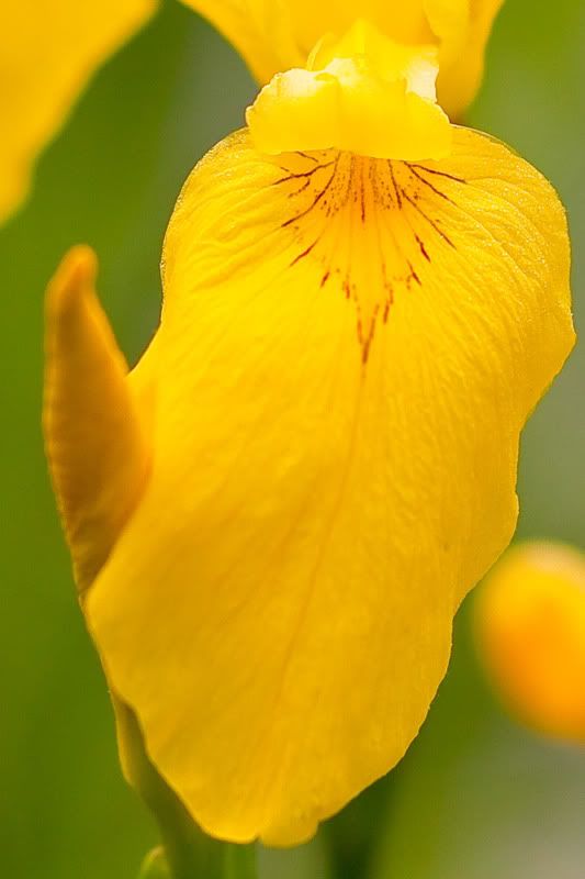 IMAGE: http://i5.photobucket.com/albums/y169/UNOZ1/Photography/lily.jpg