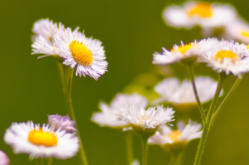 IMAGE: http://i5.photobucket.com/albums/y169/UNOZ1/Photography/werkedflrs.jpg