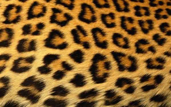 cheetah skin