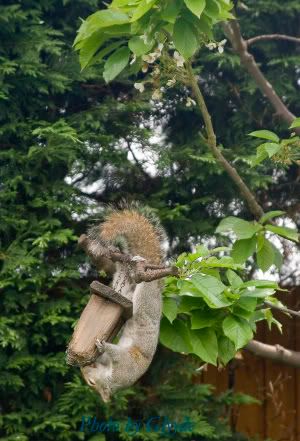 IMAGE: http://i5.photobucket.com/albums/y170/Glyyde/IMG_1772copy.jpg