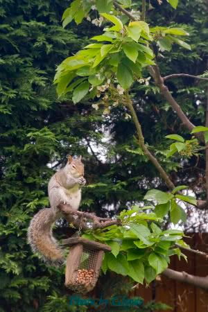 IMAGE: http://i5.photobucket.com/albums/y170/Glyyde/IMG_1773copy.jpg