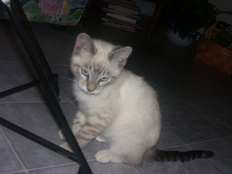 Siamese Tabby Kitten