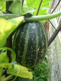 climbingwatermelon.jpg
