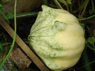 frillypumpkinbigger.jpg