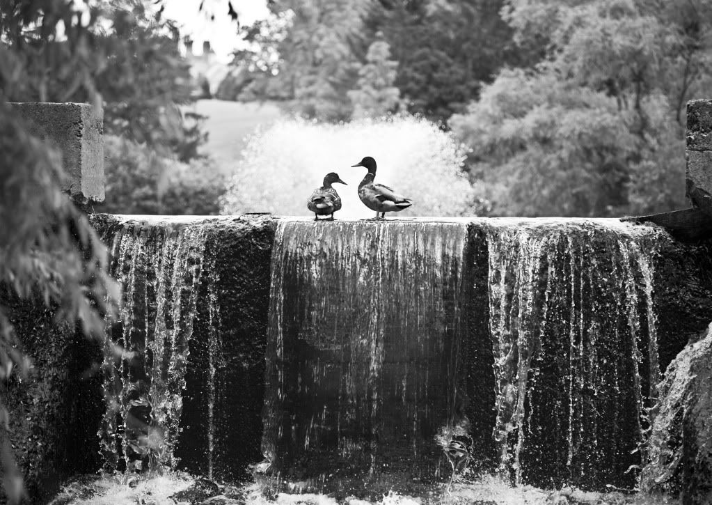 DuckWaterfall1a.jpg