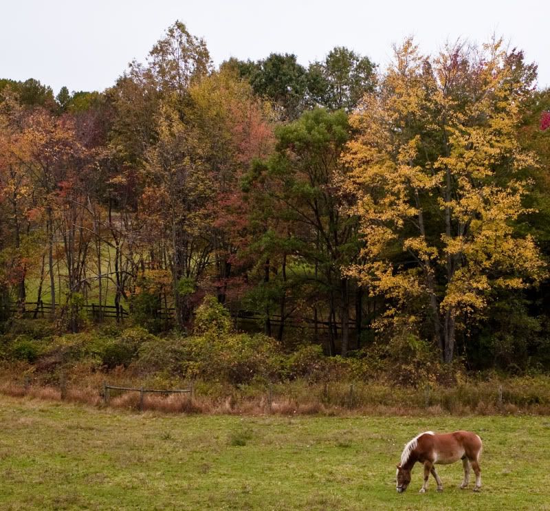 FallHorse1a.jpg