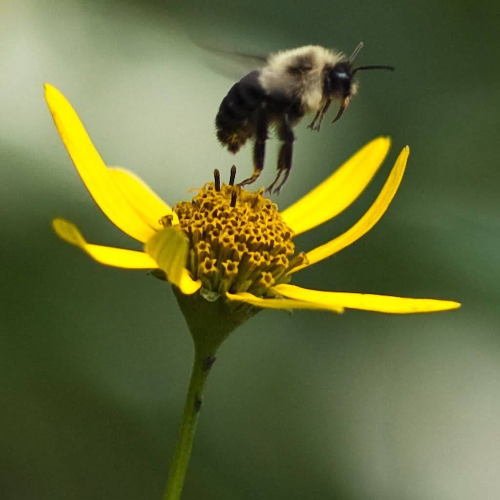 BeeTakingOff1a.jpg