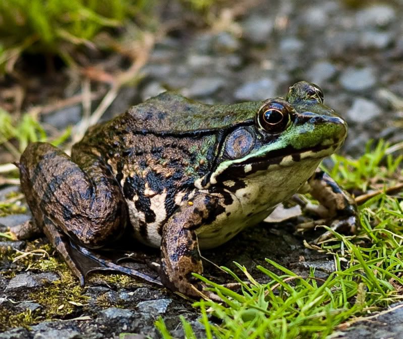 GreenFrog3a.jpg