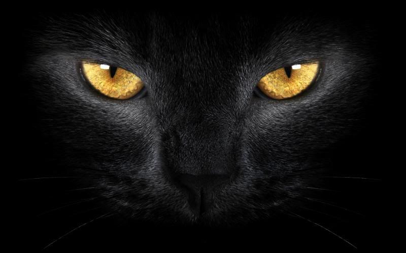 Black-Cat-eyes_zpsfc4eb21d.jpg