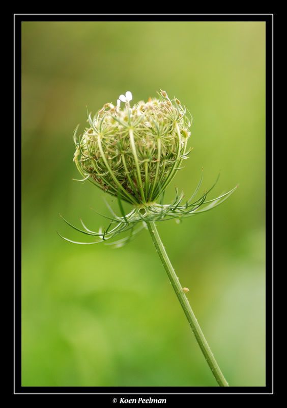 Fotografie