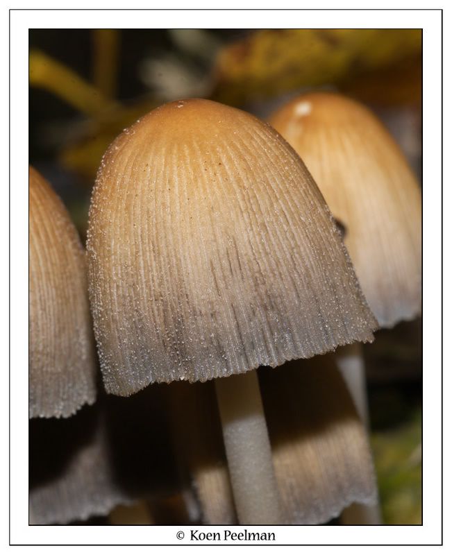 Fotografie