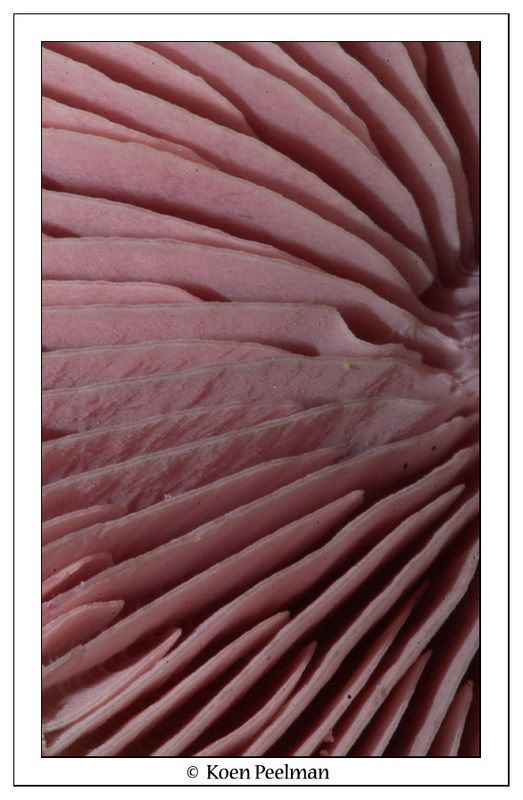 Fotografie