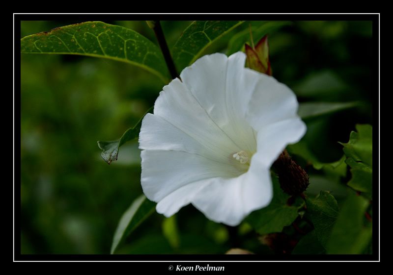 Fotografie