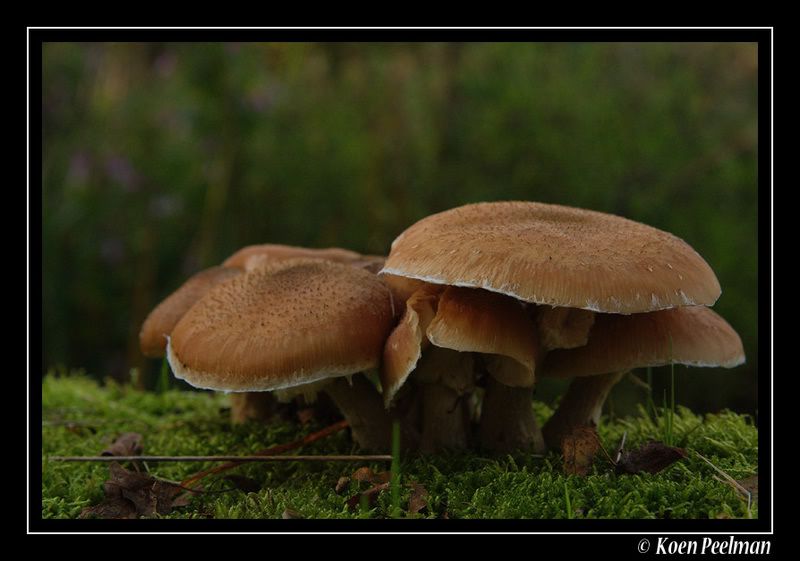 Fotografie