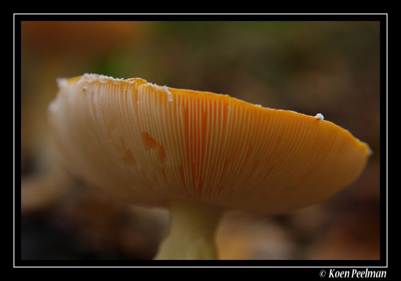 Fotografie