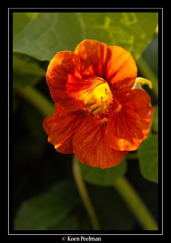 Fotografie