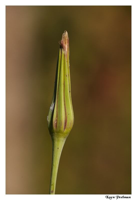 Fotografie